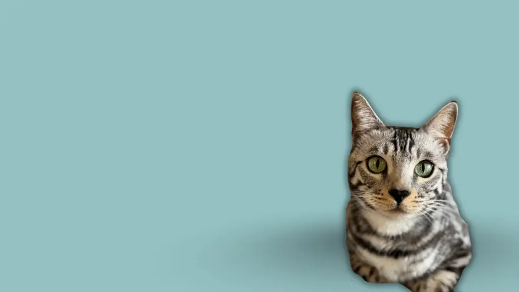 the guide for brilliant, bold cats..zip 2 (1)