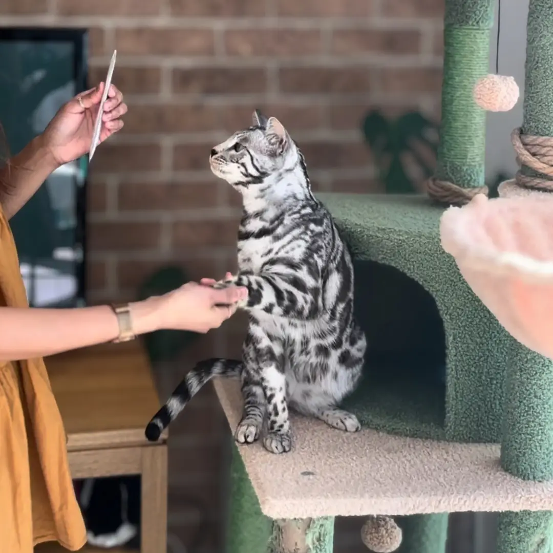 untitled design 2 (3)