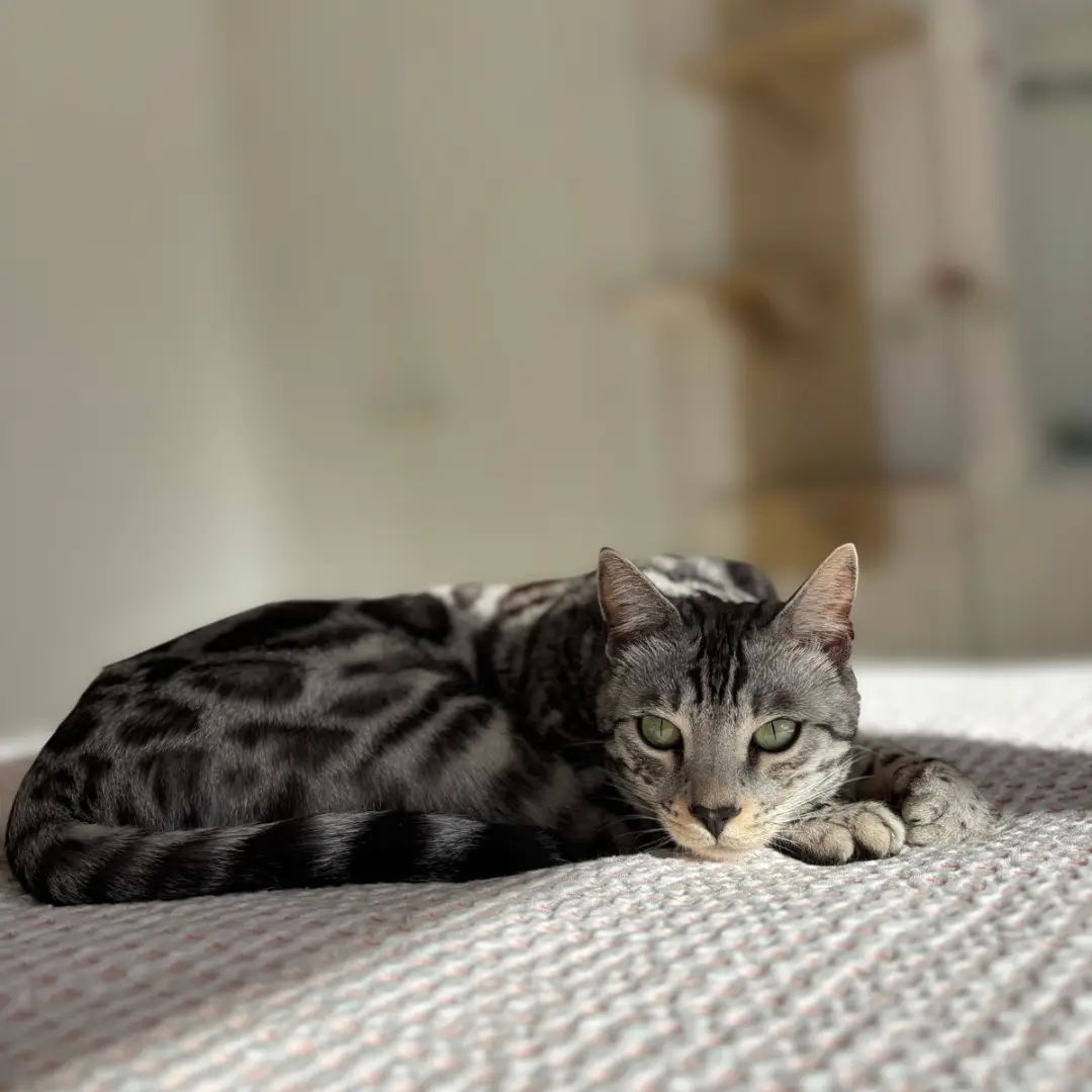 untitled design 2 (4)