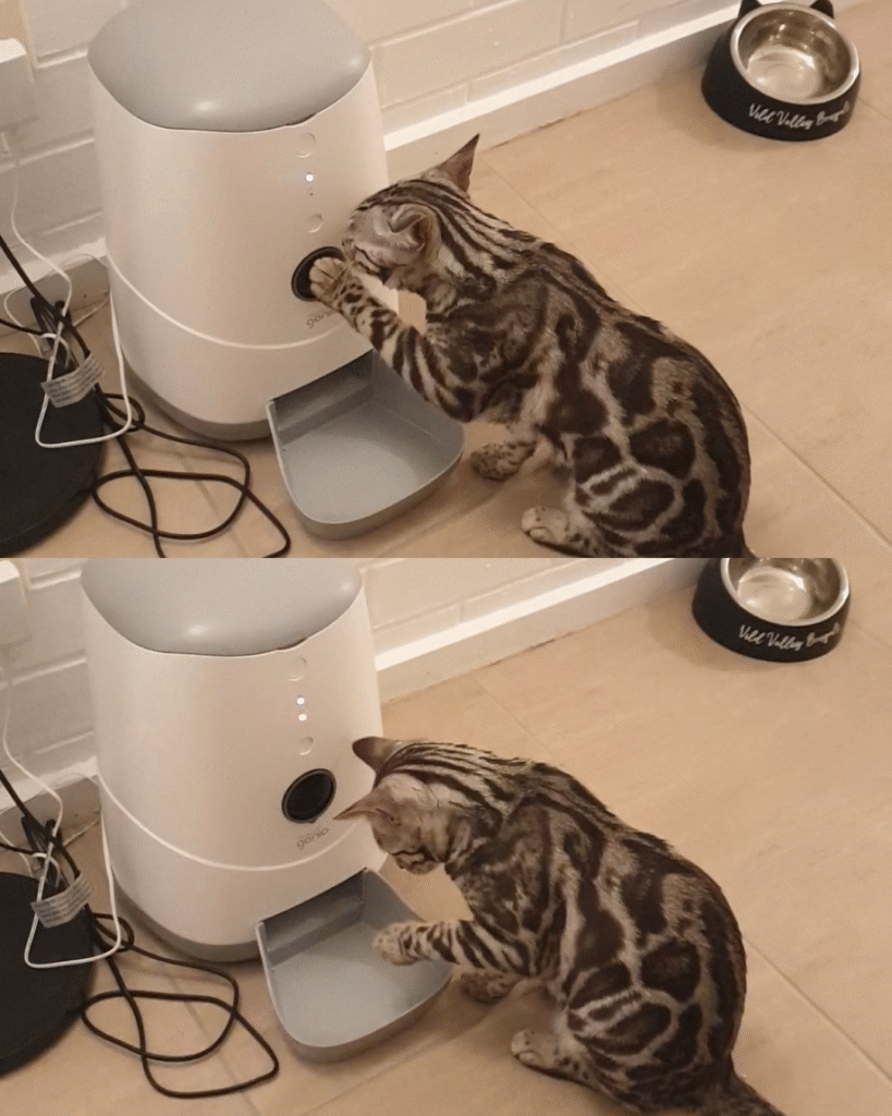 untitled design 1 (2)