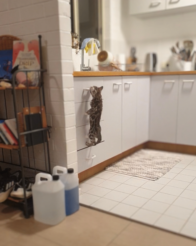 untitled design 1 (3) untitled design 1 (3)