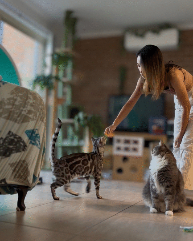 untitled design 2 (6) untitled design 2 (6)