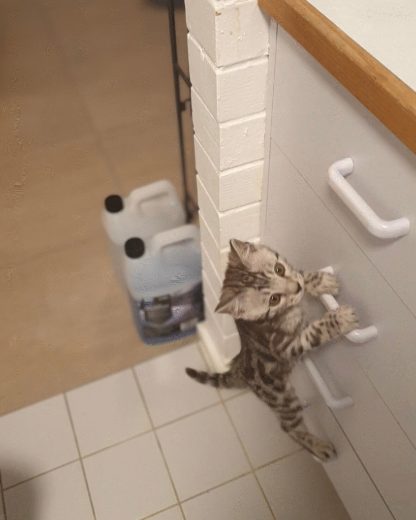 untitled design 2 (7) untitled design 2 (7)