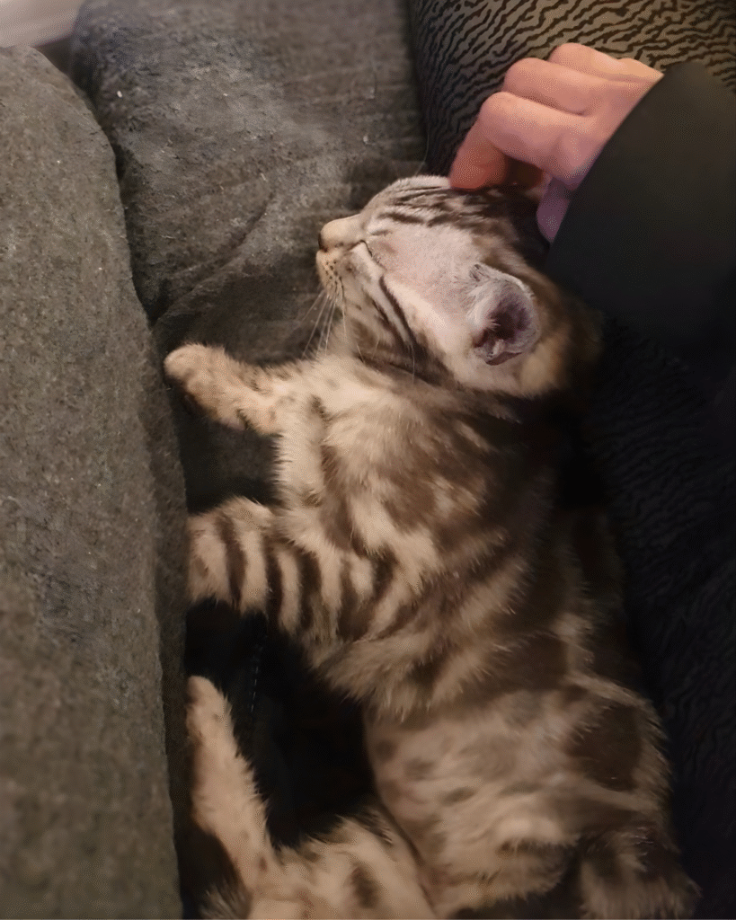 untitled design 3 (3) untitled design 3 (3)