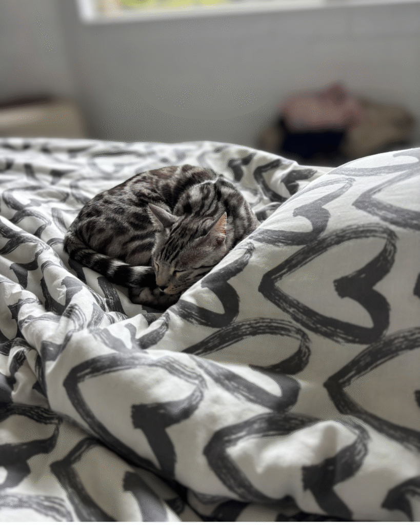 untitled design 4 (3) untitled design 4 (3)