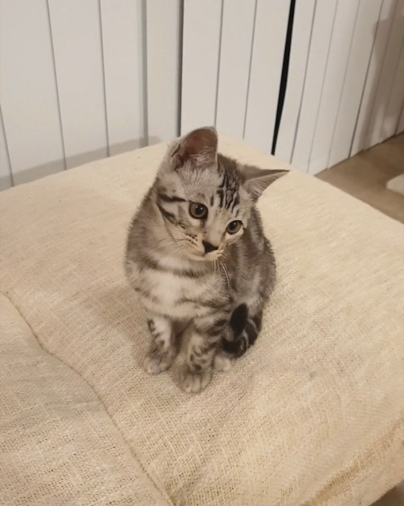 untitled design 5 (1) untitled design 5 (1)